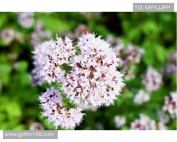 陈秀英独家分享:深入解析英雄联盟游戏技巧与心得体会MBA